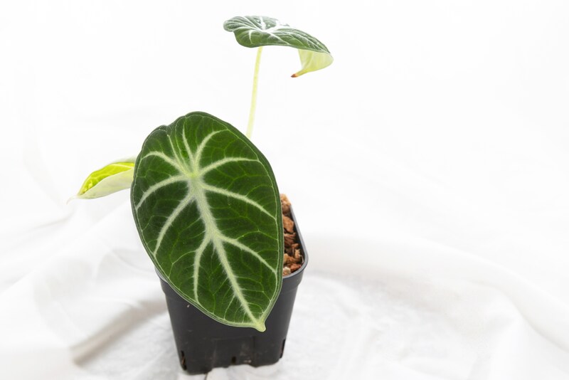 ガディンツキー・プランツのアロカシア・ニンジャ