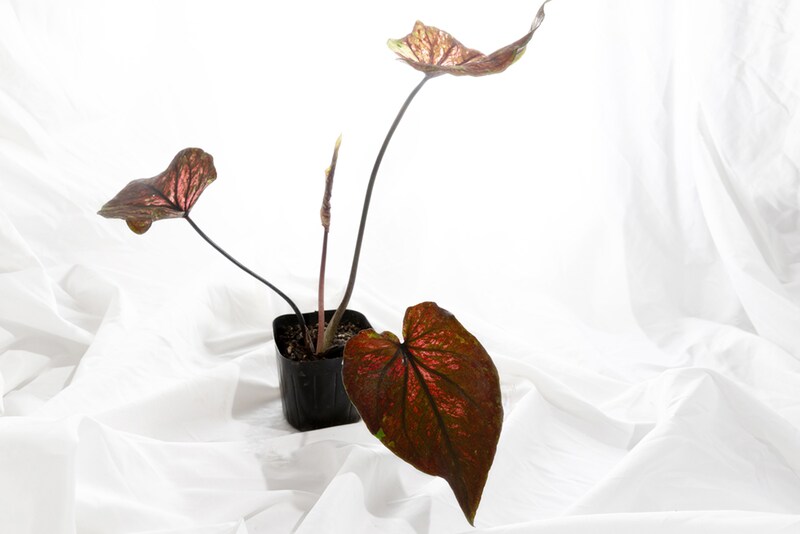 ガディンツキー・プランツのカラジウム・ブラックバタフライ