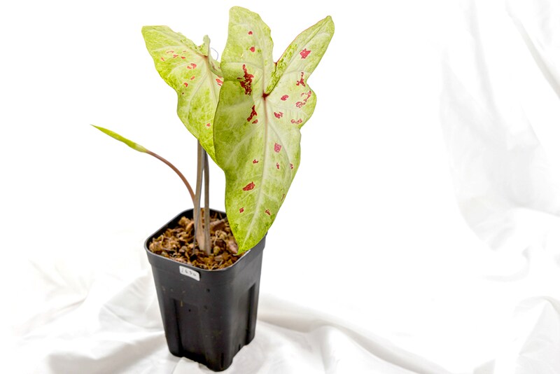 ガディンツキー・プランツのカラジウム・マッチャ