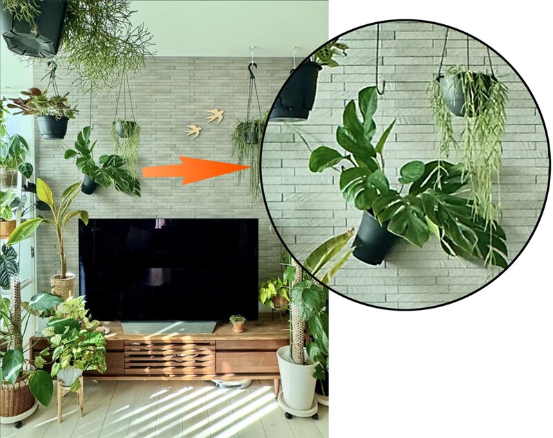 観葉植物系インスタグラマー「みなりん」さんの吊り術