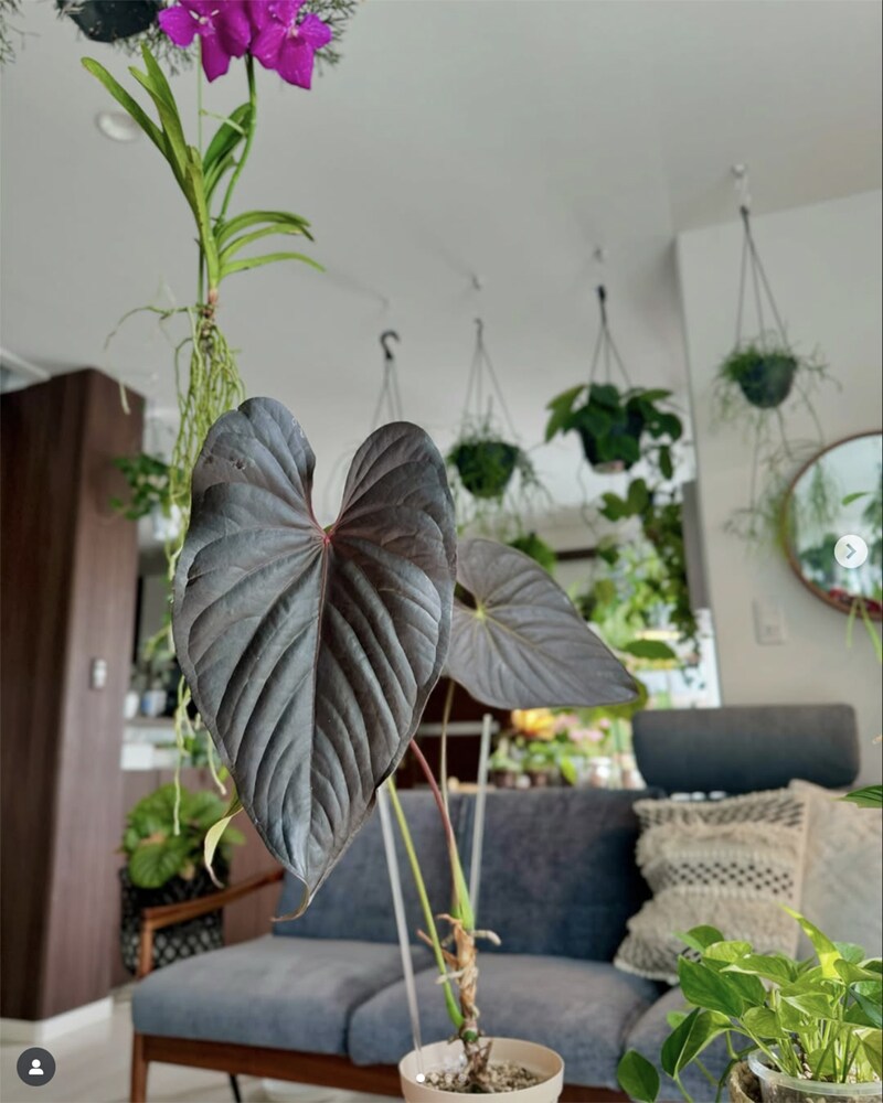 観葉植物系インスタグラマー「みなりん」さんのアンスリウム・ロムズレッド