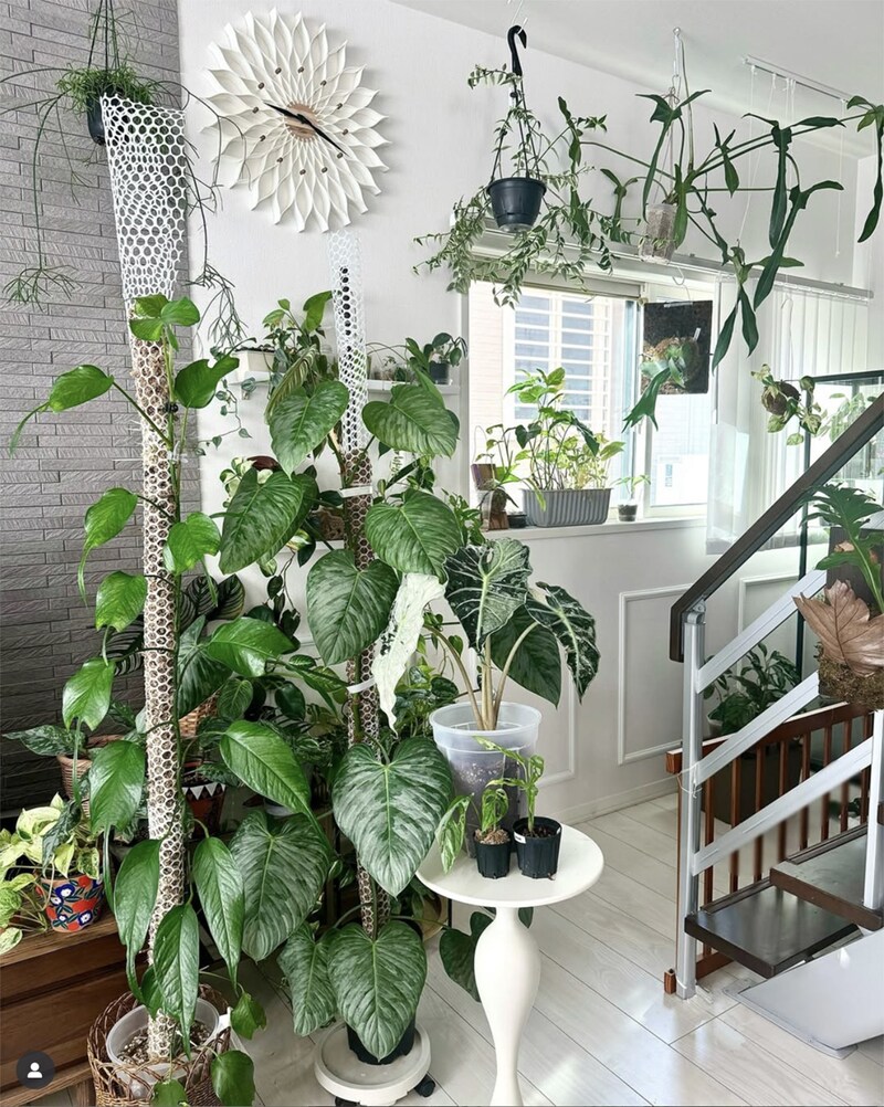 観葉植物系インスタグラマー「みなりん」さんのモスポール術