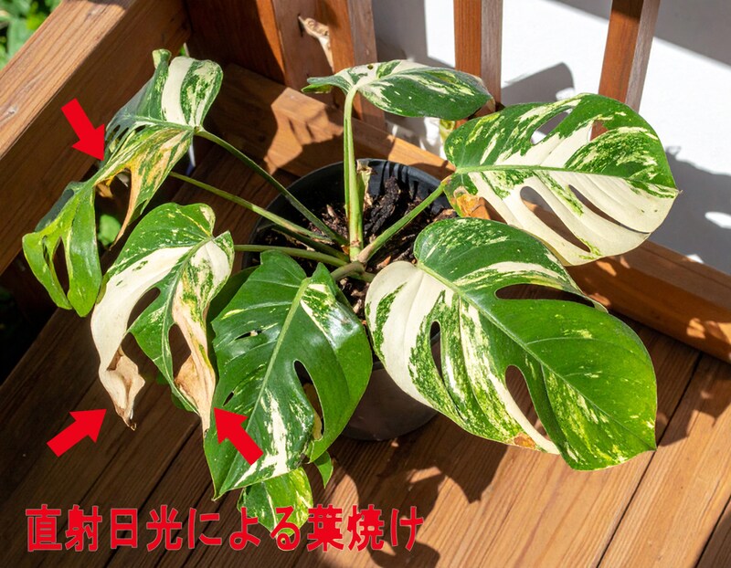 直射日光によりダメージを受けた斑入りモンステラの葉