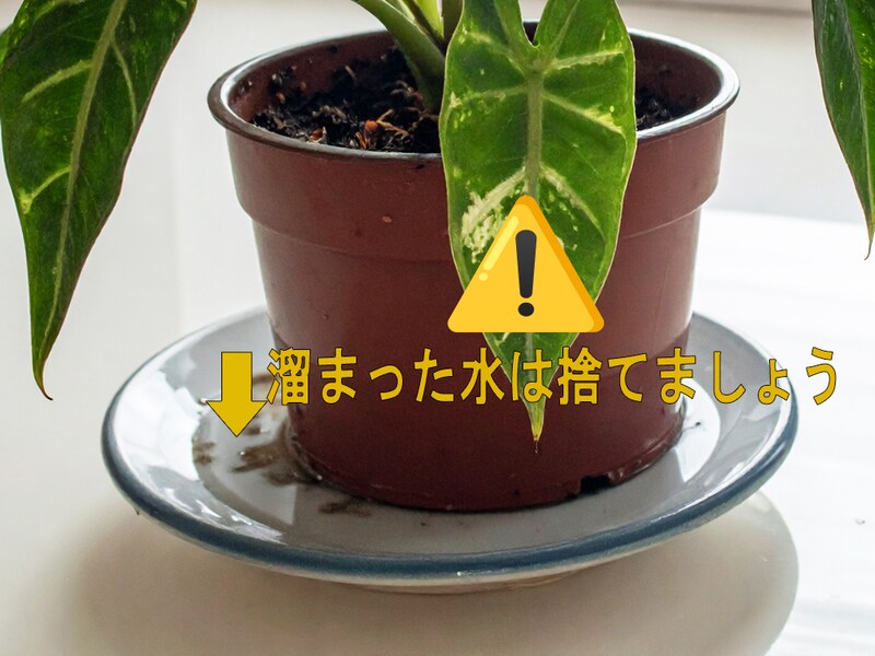 アロイド系の水やりの際に鉢皿の溜まった水は捨てましょう