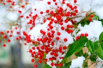 新年に迎えたい、運を整える縁起植物5選