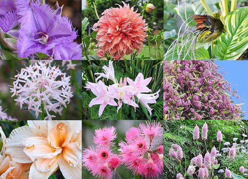 おすすめガーデンプランツ