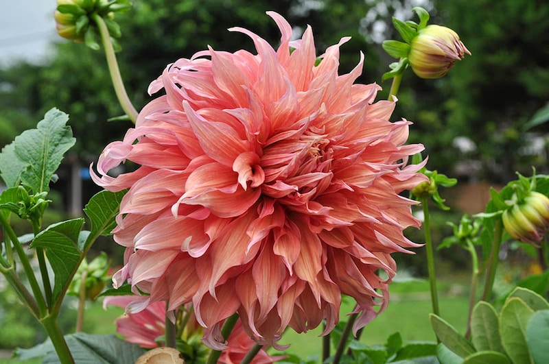 ダリア‘天涯’