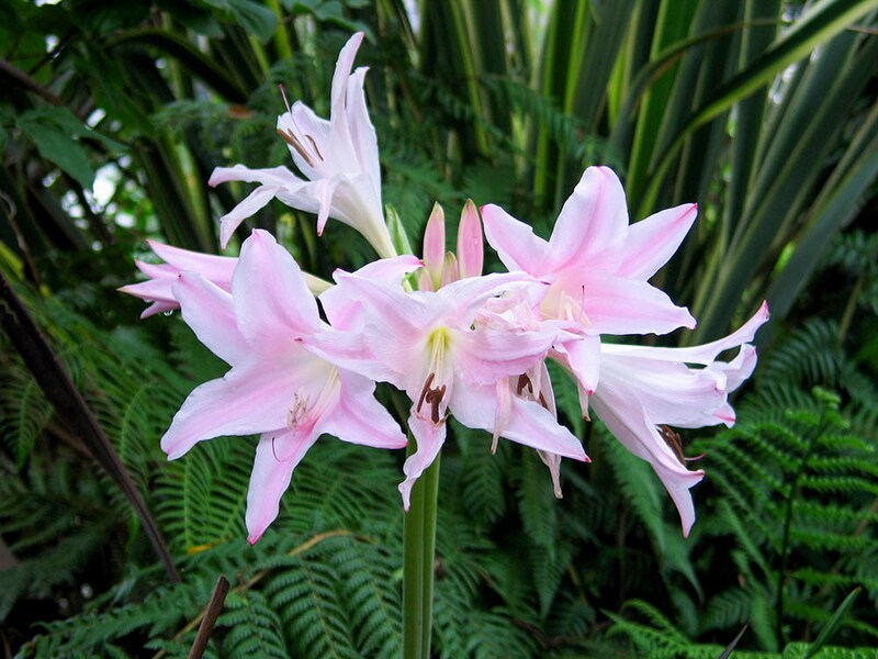 アマルクリナム