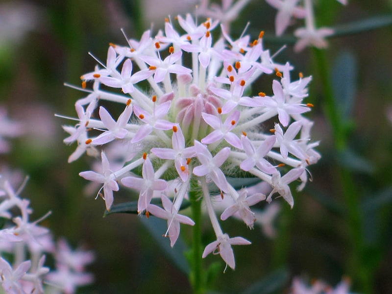 ピメレア・スペクタビリス