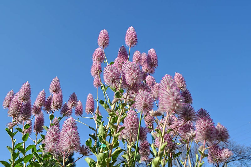 プチロータス・ジョーイ