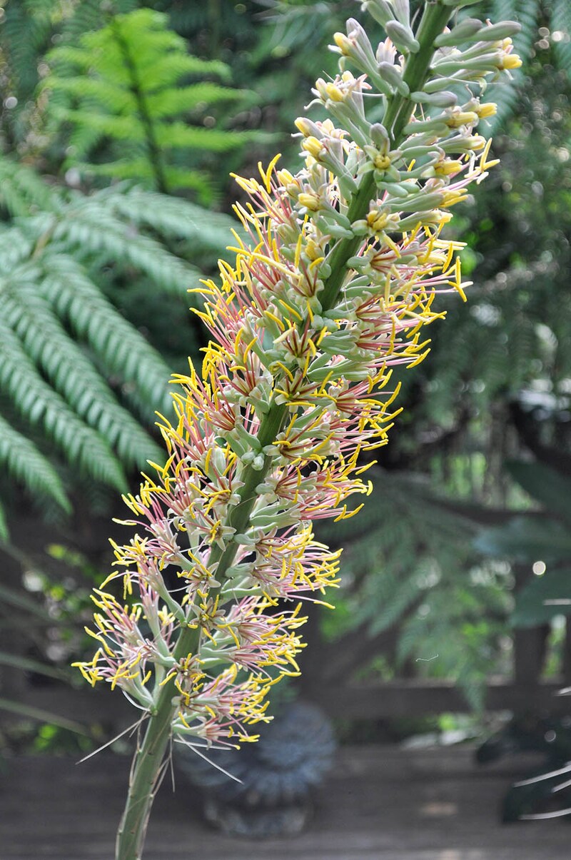 アガベ「白糸の滝」