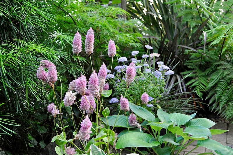 プチロータス・ジョーイ