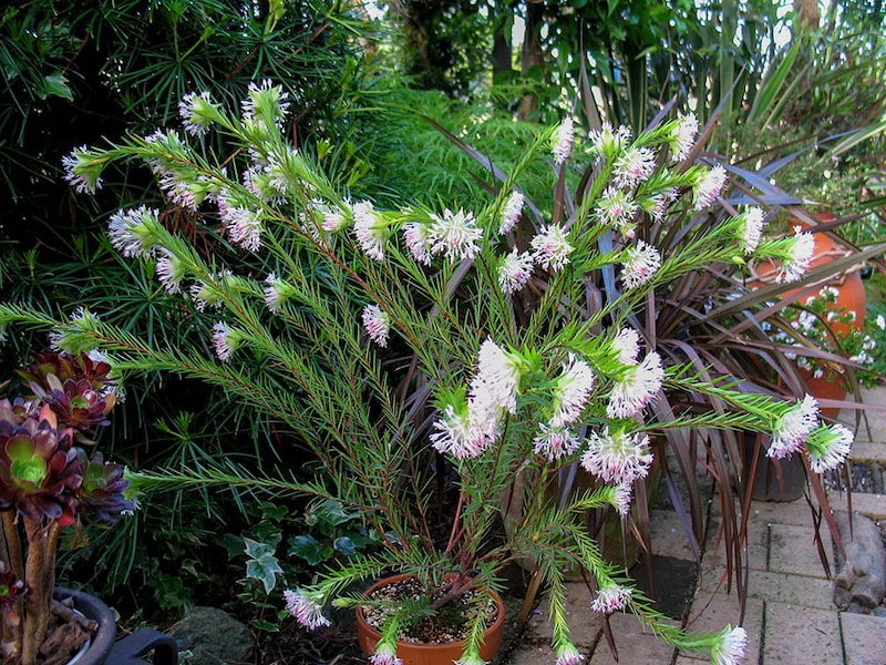 ピメレア・スペクタビリス