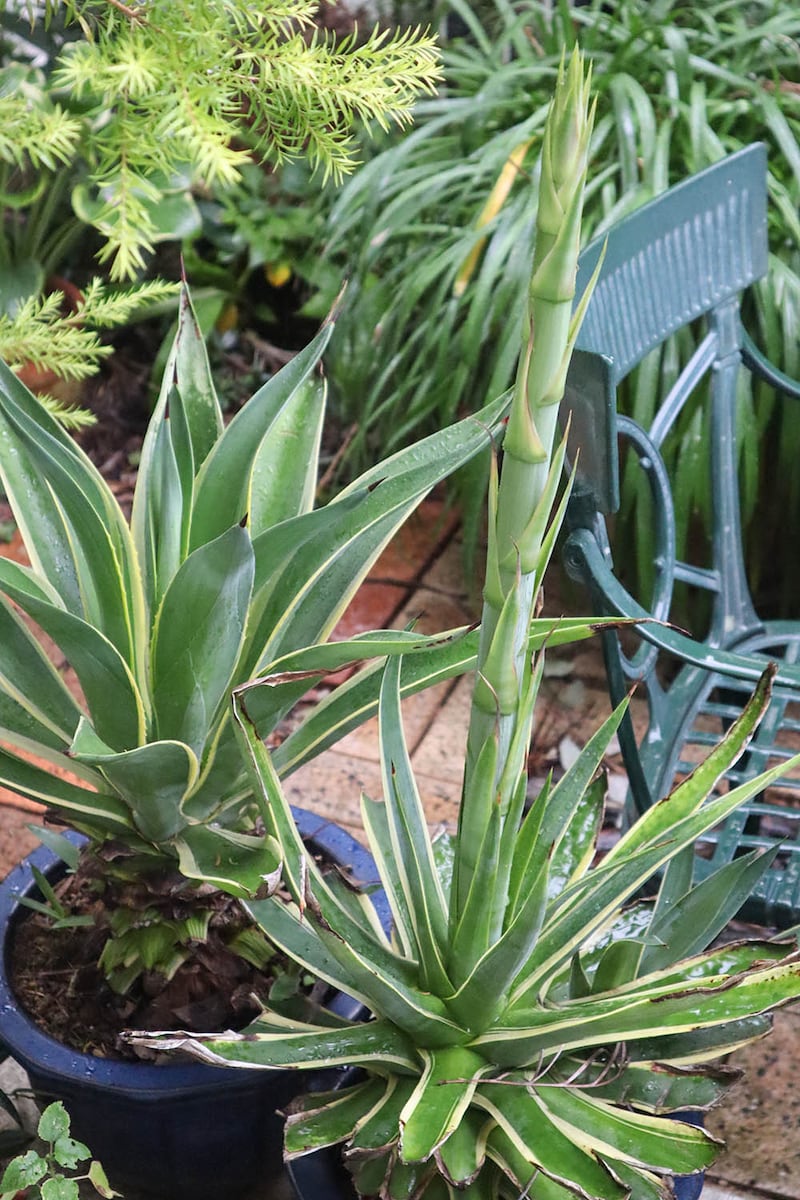 アガベ・ベネズエラ