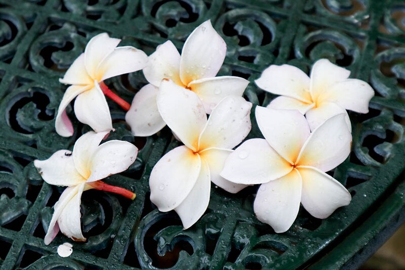 プルメリア