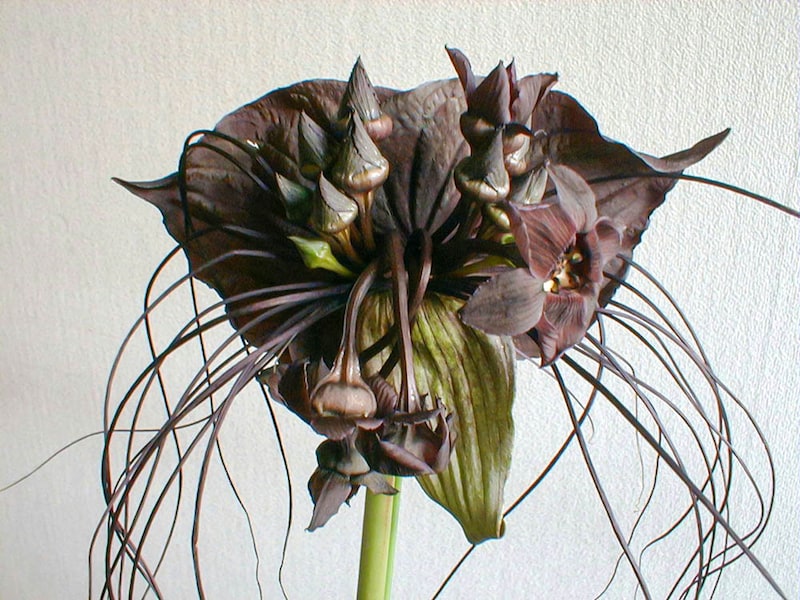 ブラック・キャット