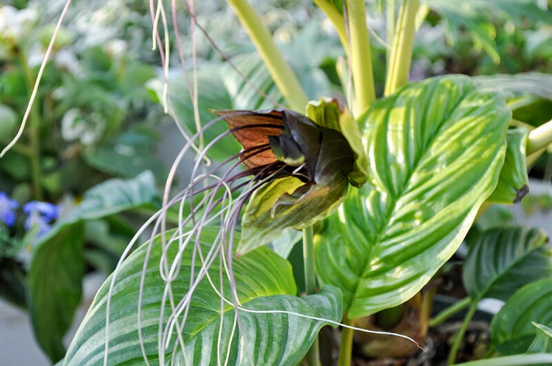 ブラック・キャット