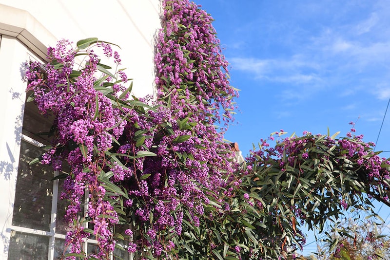 ハーデンベルギア