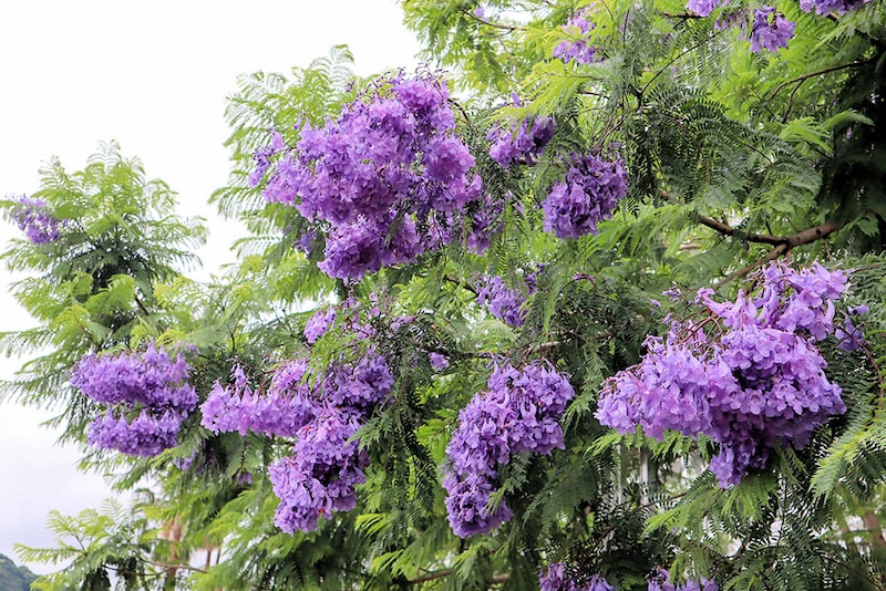 ジャカランダ