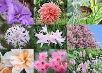 「植物が私の人生を変えた」庭づくり30年の記録と感動のベスト・フラワー22選を一挙公開