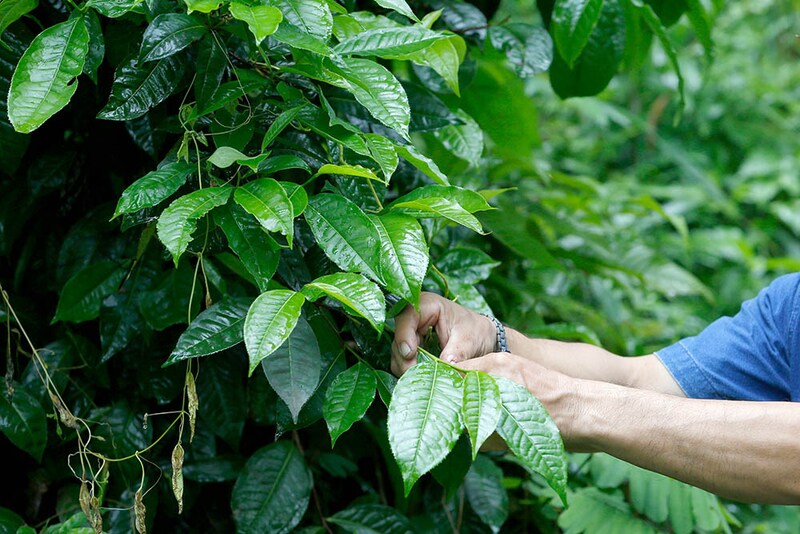 アッサム種のチャノキ