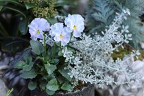 育種家パンジー＆ビオラの“にじむ色”を美しく見せる寄せ植え術―シルバーリーフという引き算