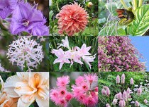 「植物が私の人生を変えた」庭づくり30年の記録と感動のベスト・フラワー22選を一挙公開