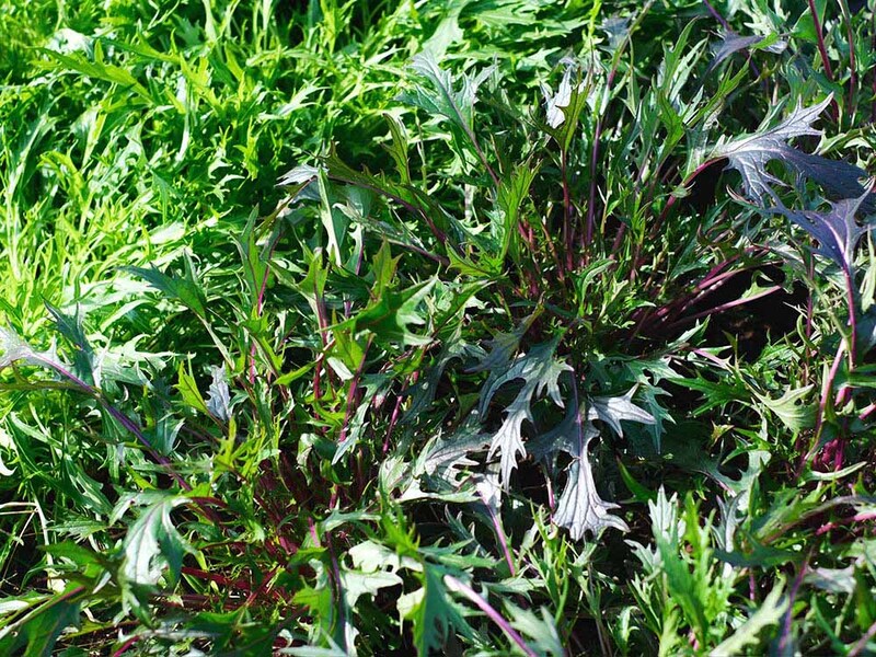 家庭菜園の水菜