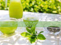 【プロが解説】自宅で「極上の一杯」を育てよう！ チャノキ（茶の木）の育て方から茶葉にするまで