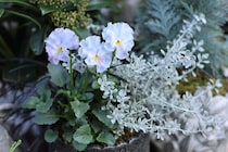 育種家パンジー＆ビオラの“にじむ色”を美しく見せる寄せ植え術―シルバーリーフという引き算