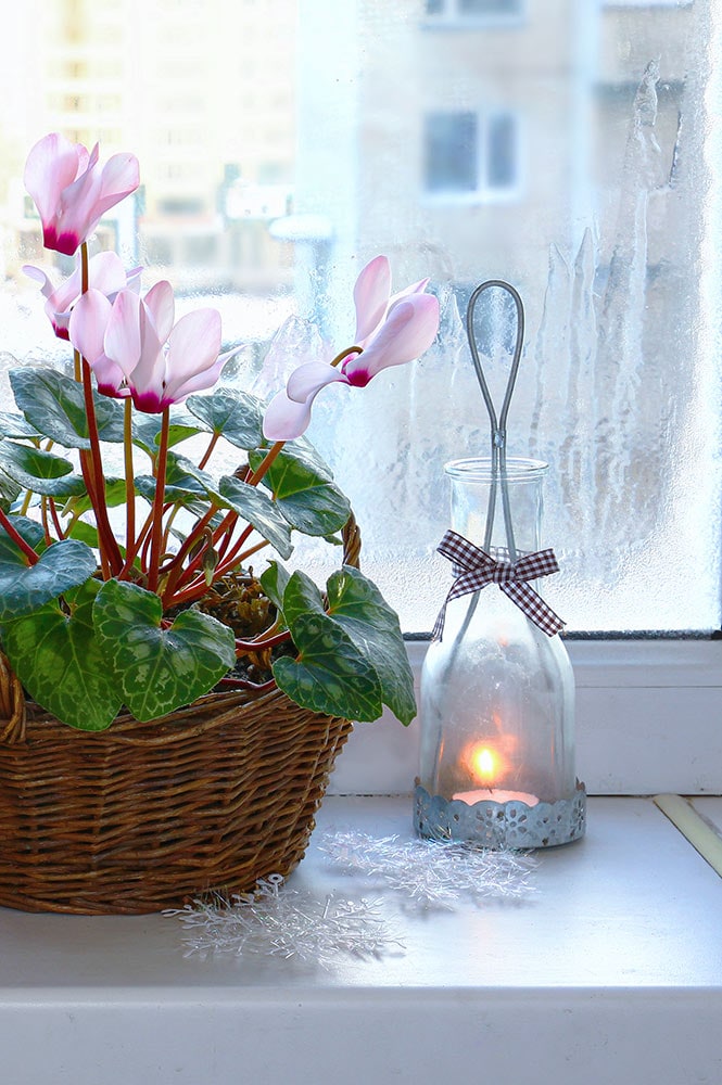 窓辺のシクラメン