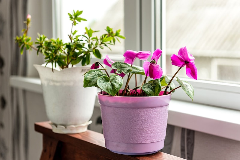 窓辺のシクラメン