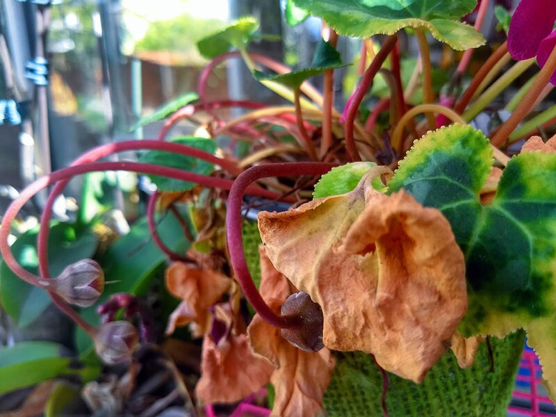 シクラメンのトラブル