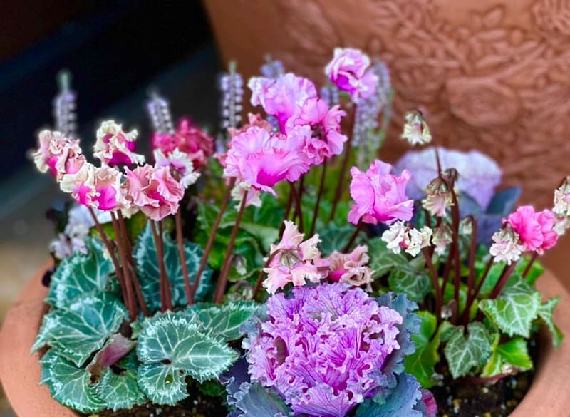 シクラメン森の妖精