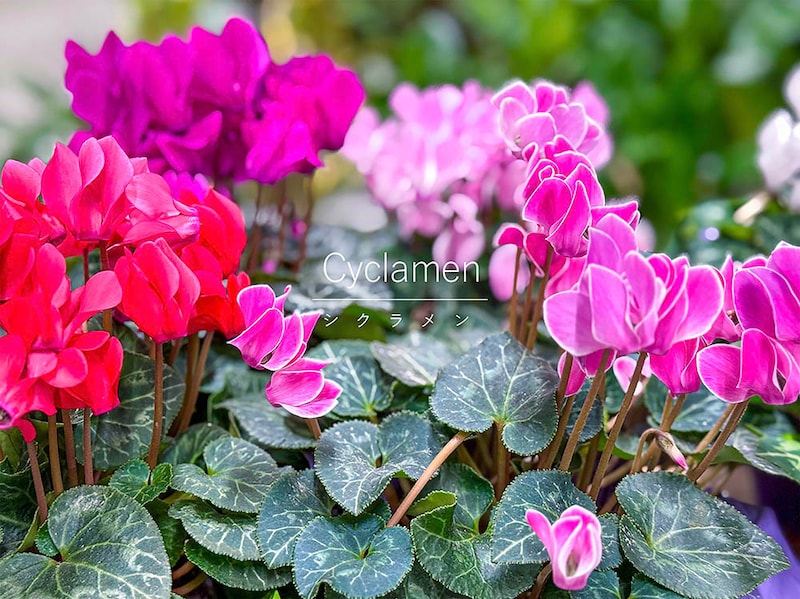 【完全保存版】シクラメンの育て方ガイド|冬から春まで楽しむ3つのコツと夏越しテクニック