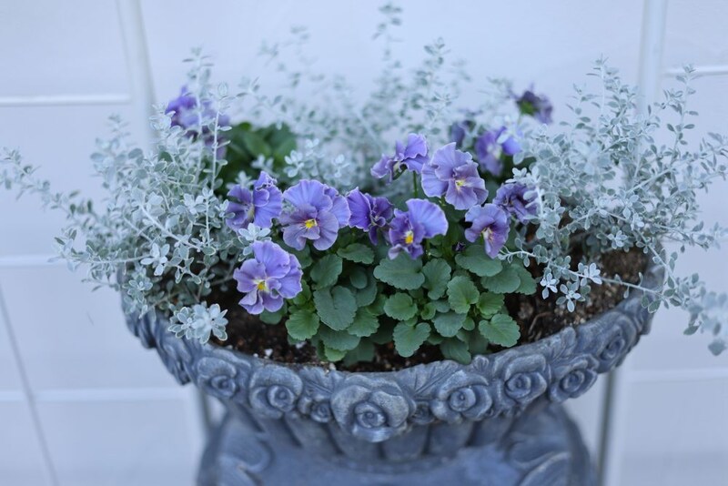 ビオラの寄せ植え