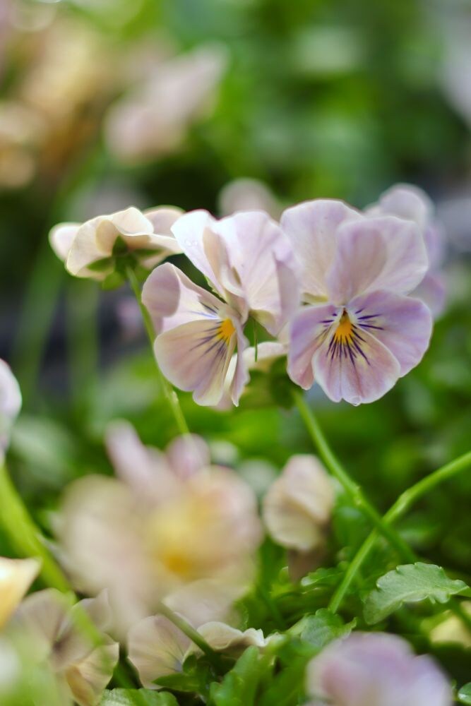 ビオラ‘万葉菫 おぼろ月’