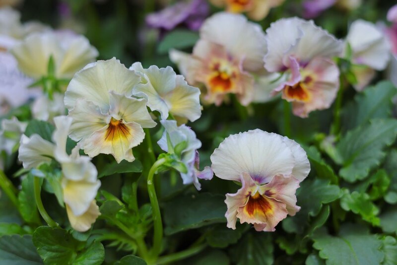 フリル咲き小輪パンジー‘ペルクレア’。