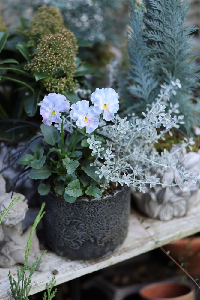 ビオラ‘アイクルール’の寄せ植え