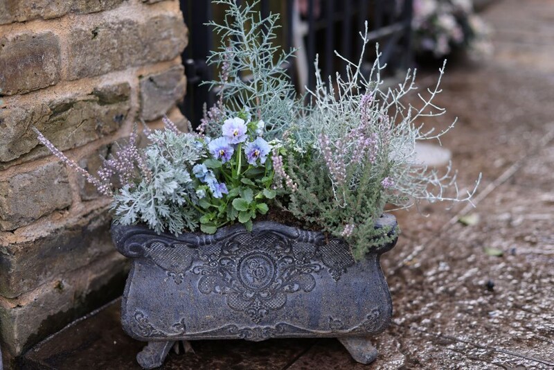 パンジー＆ビオラの寄せ植え