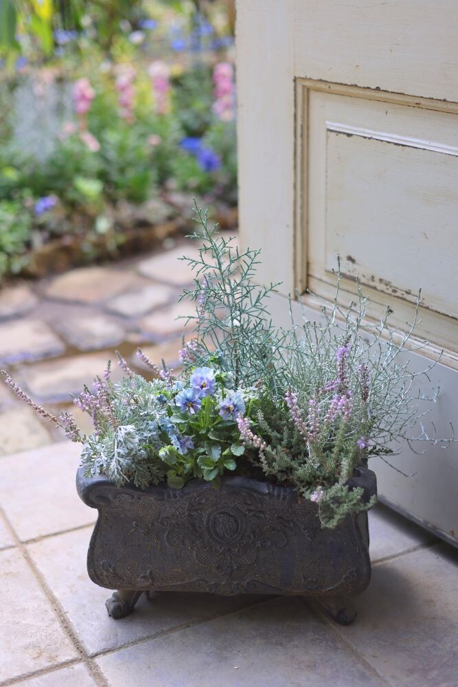 ビオラとシルバーリーフの寄せ植え