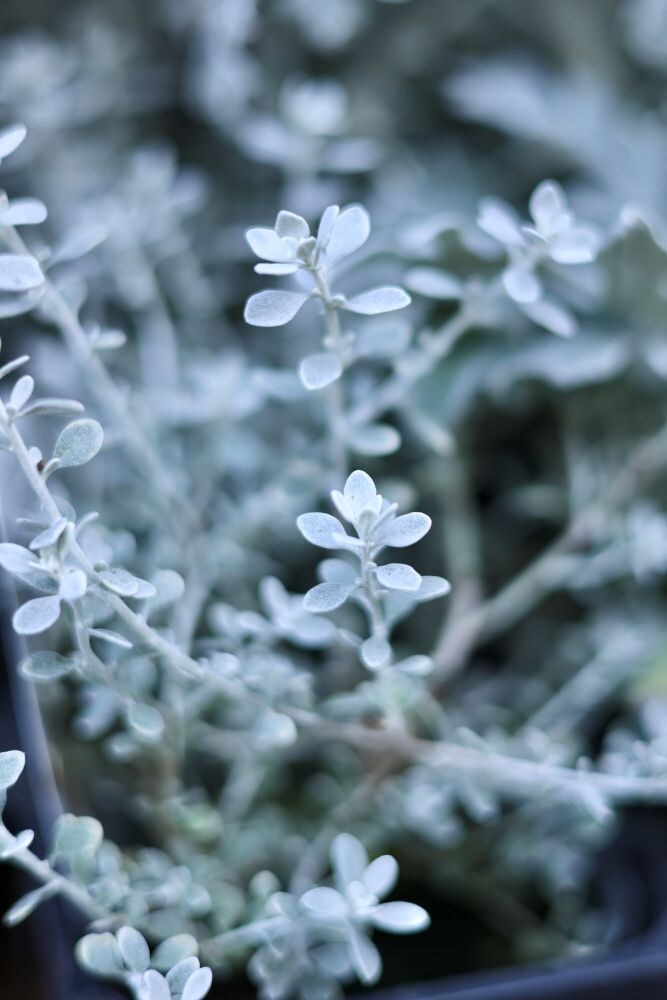 オレアリア‘リトルスモーキー’