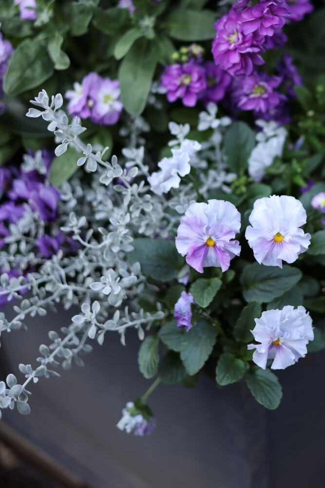 ビオラ＆パンジーの寄せ植え