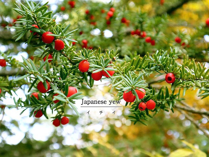 冬でも青々とした庭に! 耐寒性に優れた常緑樹「イチイ」の育て方・剪定のコツ・赤い実と毒性まで