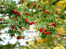 冬でも青々とした庭に！ 耐寒性に優れた常緑樹「イチイ」の育て方・剪定のコツ・赤い実と毒性まで