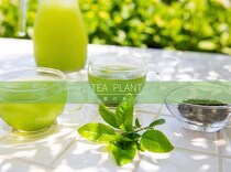 【プロが解説】自宅で「極上の一杯」を育てよう！ チャノキ（茶の木）の育て方から茶葉にするまで