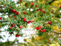 冬でも青々とした庭に！ 耐寒性に優れた常緑樹「イチイ」の育て方・剪定のコツ・赤い実と毒性まで