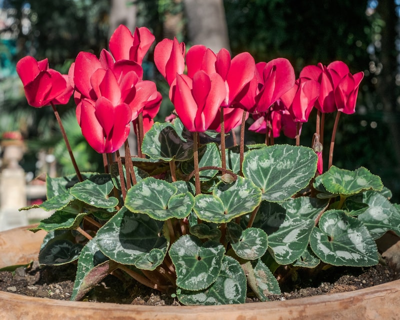 Giorgio Morara/Shutterstock.com