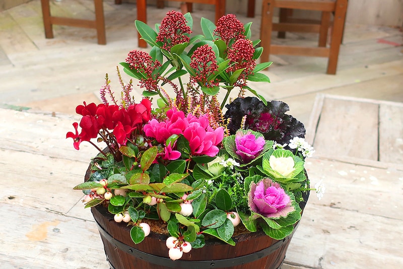 ガーデンシクラメンとハボタンを使った冬の寄せ植え。