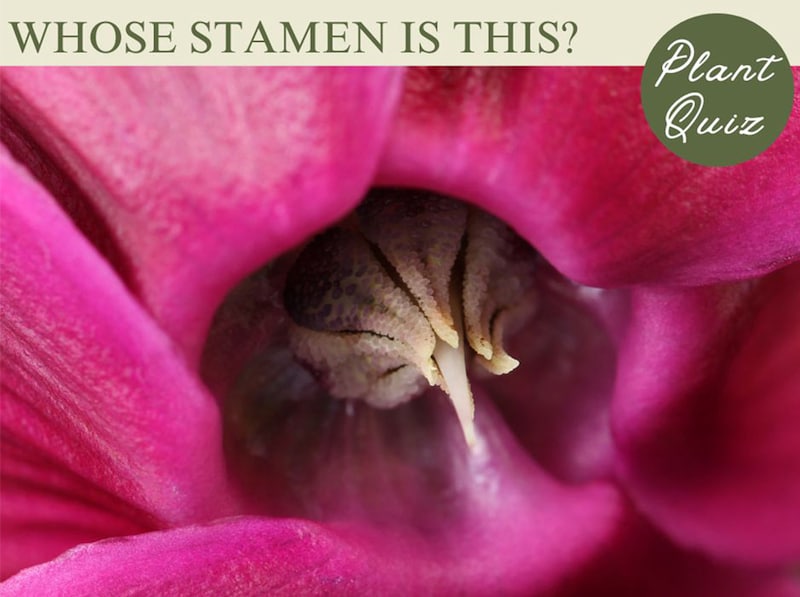 別名「豚の饅頭」の球根花…この雄しべ、何の花？【Let’s Try! 植物クイズ】Vol.30